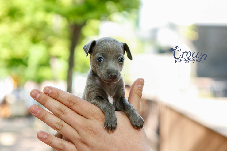 Teacup italian greyhound 2024 puppies