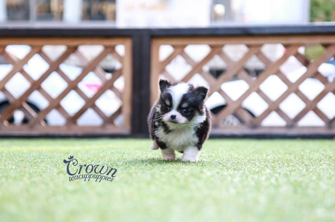 [Adopted Puppies] Chihuahua(M) - Tako