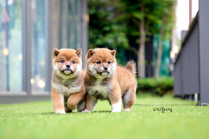 [Adopted Puppies] Shibainu(M) - Naruto