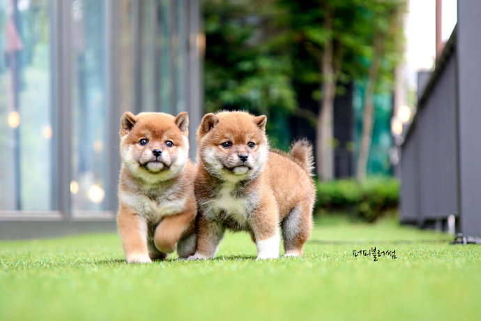 [Adopted Puppies] Shibainu(M) - Naruto