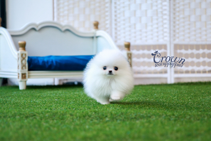 [Adopted Puppies] Pomeranian(M) - Rookie