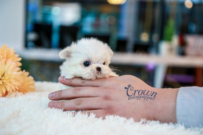[Adopted Puppies] Maltese (F) - Lilly