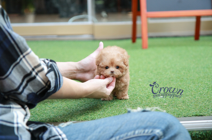 [Adopted Puppies] Toy Poodle(M) - Conan