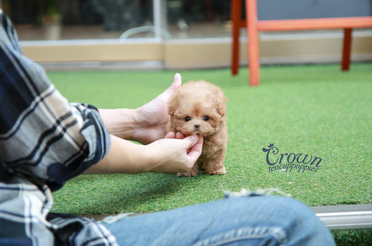 [Adopted Puppies] Toy Poodle(M) - Conan