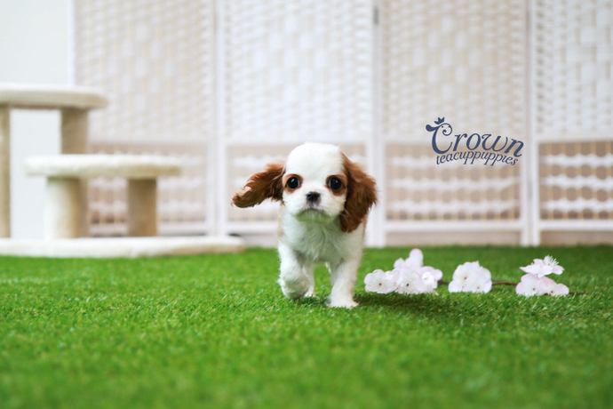 [Adopted Puppies] King Chalrse Spaniel(M) - Molly