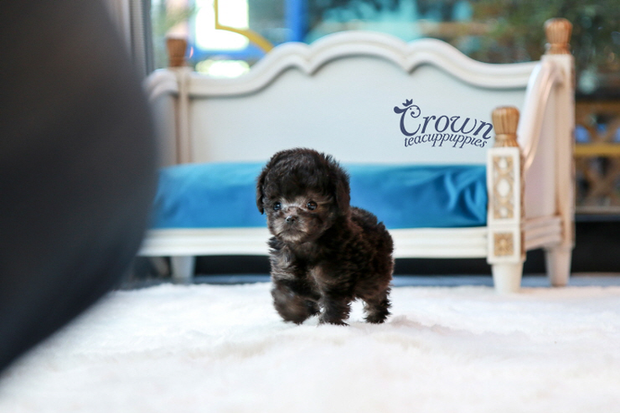 [Adopted Puppies] Toy Poodle(M) - Rocky