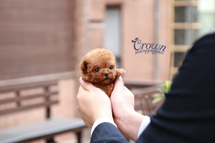 [Adopted Puppies] Toy Poodle(M) - Uno