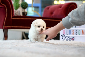 [Adopted Puppies] Toy Poodle(M) - Conan