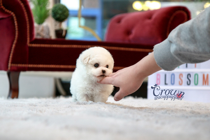 [Adopted Puppies] Toy Poodle(M) - Conan