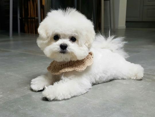 [Newsletter]Bichon Frise / Dooboo's growth(7 months fast)