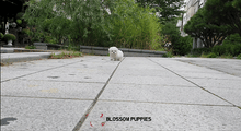 [Available Puppies] BichonFrise (M) - Tami