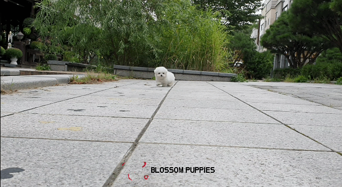 [Available Puppies] BichonFrise (M) - Tami