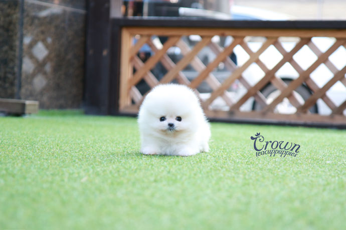 [Adopted Puppies] Pomeranian (F) - Tiny