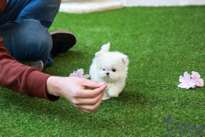 [Adopted Puppies] Maltese(F) - Purin