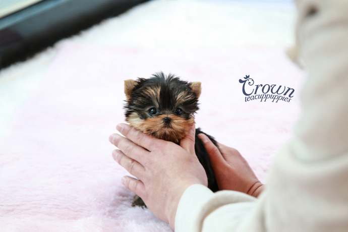 [Adopted Puppies] Yorkshir Terrier(M) - Roro
