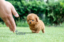 [Adopted Puppies] Toy Poodle (F) - Rona