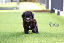 [Adopted Puppies] Toy Poodle(F) - Bobo