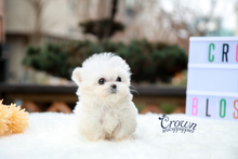 [Adopted Puppies] Maltese(F) - Tinky