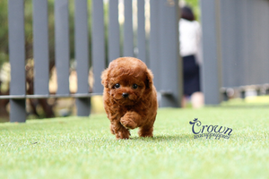 [Adopted Puppies] Toy Poodle (M) - Takio