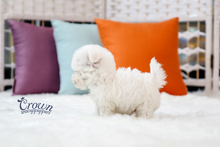 [Adopted Puppies] BichonFrise(M) - Ringo