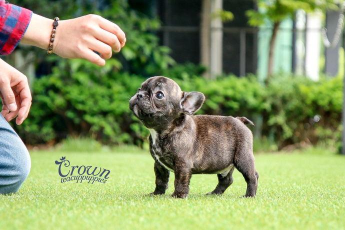 [Adopted Puppies] French Bulldog(M) - Thor