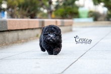 [Adopted Puppies] Toy Poodle(M) - Loopy