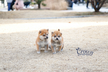 [Adopted Puppies] Shibainu(F) - Yuka