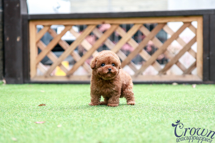 [Adopted Puppies] Toy Poodle(M) - Coby
