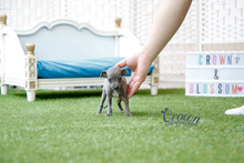 [Adopted Puppies] Italian Greyhound(M) - Dali
