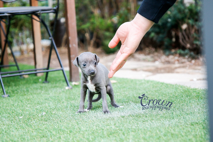[Adopted Puppies] Italian Greyhound(M) - Rich