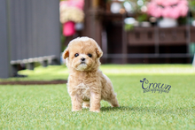 [Adopted Puppies] Toy Poodle(F) - Honey