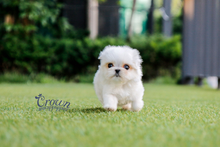 [Adopted Puppies] Maltese (M) - Banny