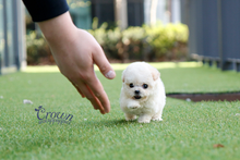 [Adopted Puppies] Toy Poodle(F) - Lovey