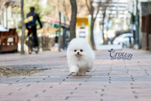 [Adopted Puppies] Pomeranian(M) - Cream