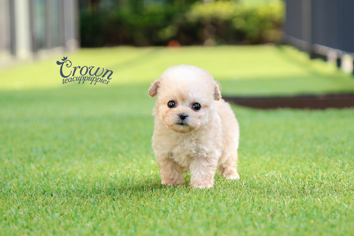 [Adopted Puppies] Toy Poodle(M) - Kmong