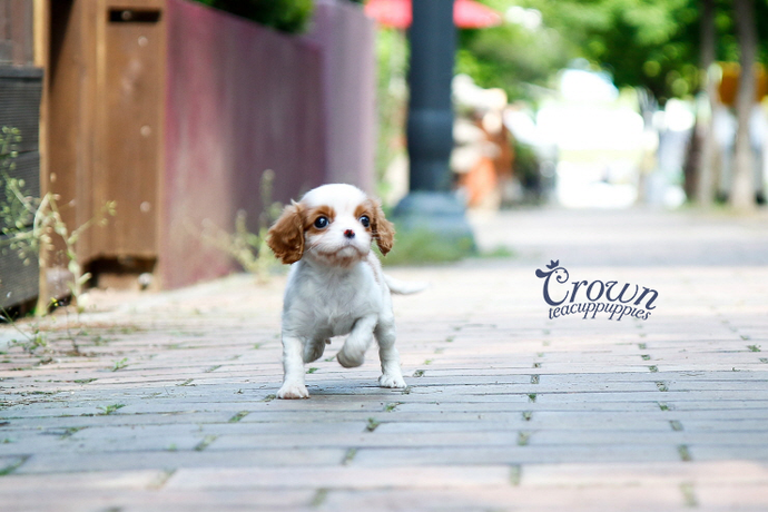 [Adopted Puppies] King Charles Spaniel (F) - Annie