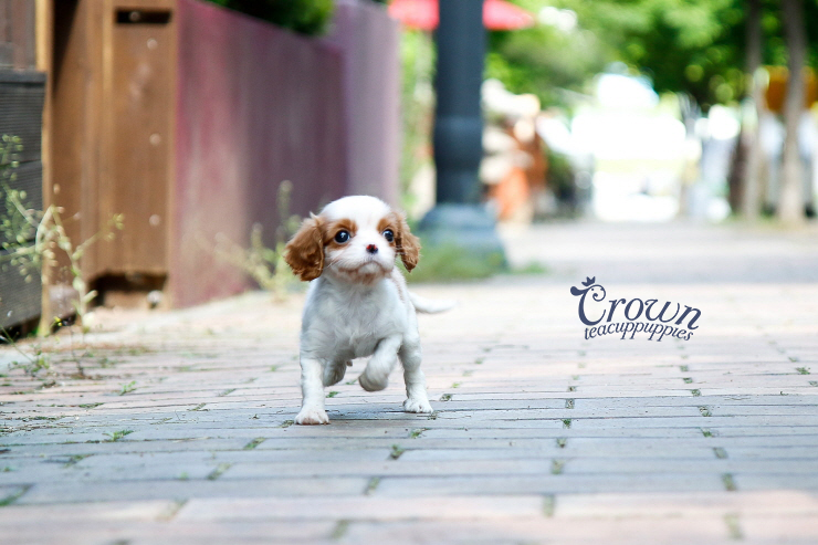 [Adopted Puppies] King Charles Spaniel (F) - Annie