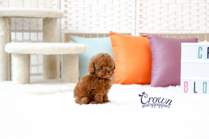 [Adopted Puppies] Toy Poodle(F) - Lenny