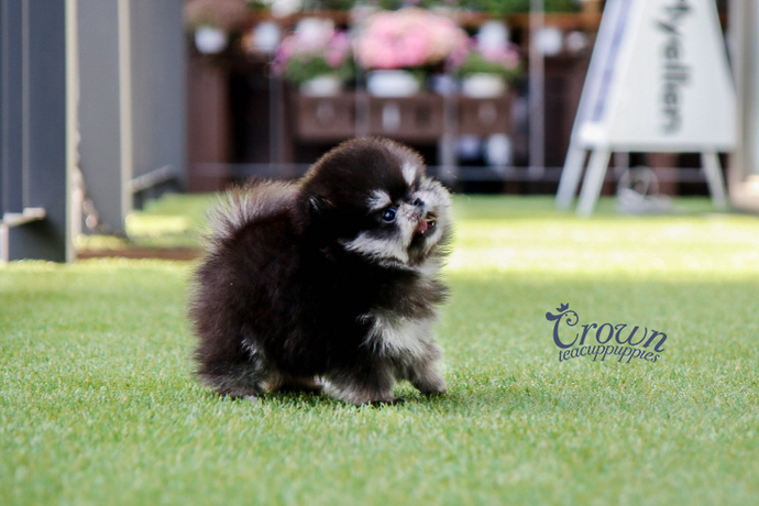 [Adopted Puppies] Pomeranian (M) - Kain