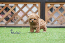 [Adopted Puppies] Toy Poodle(M) - Johnny