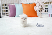 [Adopted Puppies] Maltese(F) - Lonnie