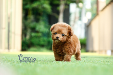 [Adopted Puppies] Toy Poodle (M) - Mocha