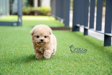 [Adopted Puppies] Toy Poodle(M) - Pori