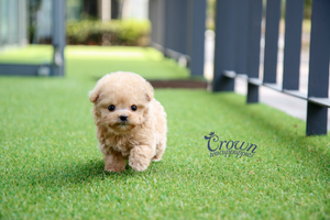 [Adopted Puppies] Toy Poodle(M) - Pori