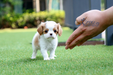 [Adopted Puppies] King Charles Spaniel (M) - Benny