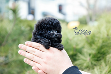 [Adopted Puppies] Toy Poodle(M) - Loopy