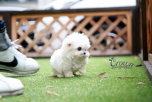 [Adopted Puppies] Maltese(F) - Tinky