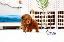 [Adopted Puppies] Toy Poodle (M) - Mocha