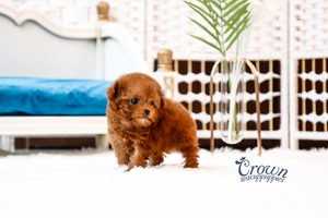 [Adopted Puppies] Toy Poodle (M) - Mocha