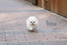 [Adopted Puppies] Pomeranian(M) - Cream